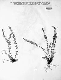 Asplenium viride image